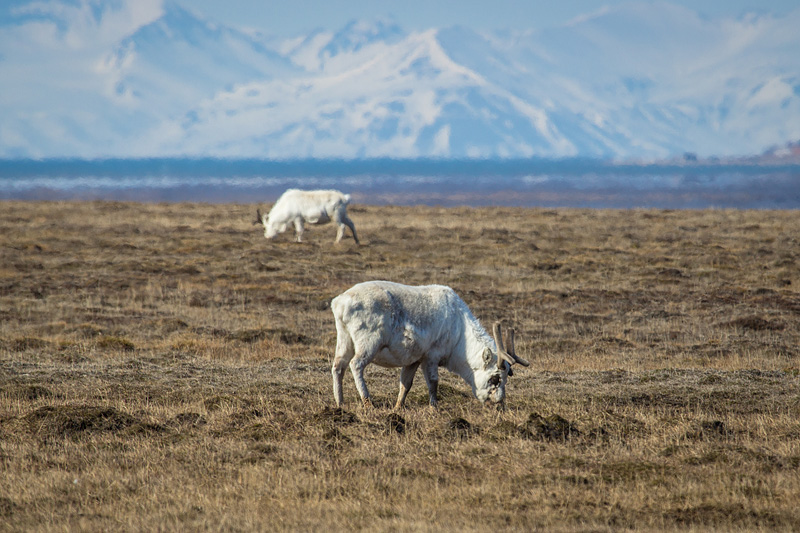 15-18.6.2012_Svalbard60.jpg