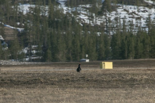 Teerikukko odottaa morsianta.